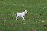DOGUE ARGENTIN 247